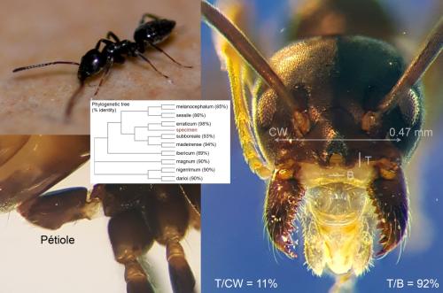 Tapinoma erraticum